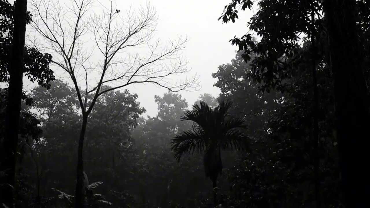 Dark Forest Thunderstorm Rain Sounds for Calm Sleep and Stress Relief