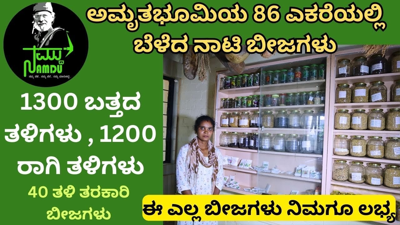 ಎಲ್ಲಾ ನಾಟಿ ಬೀಜ ಬಿತ್ತನೆಗಳಿಗಾಗಿ ಸಂಪರ್ಕಿಸಿ:8277647669||organicagriculture||#Amrita bhoomi!