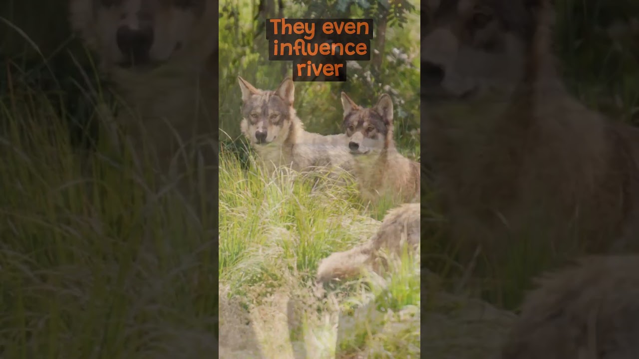 The Importance of Wolves in The Ecosystem | The Wild Animal Facts