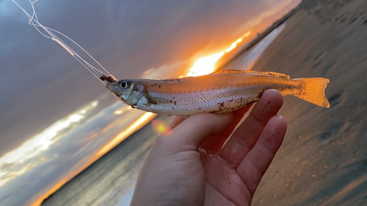 いいサイズのキス釣れたのでキス天にした