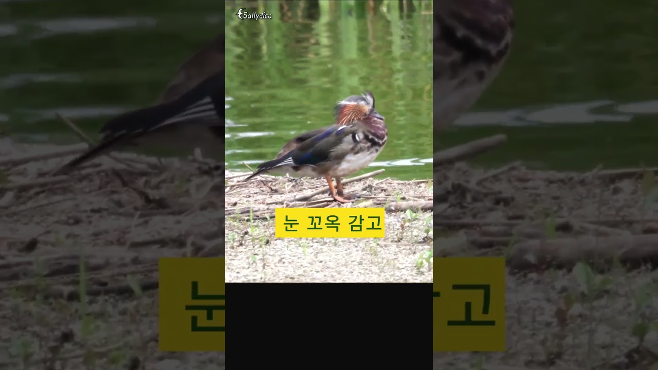풀 뜯어 먹다 서서 자는 원앙(Mandarin Duck) 