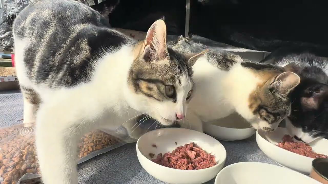 체리는 잘 먹여놨더니 깡패가 따로 없다