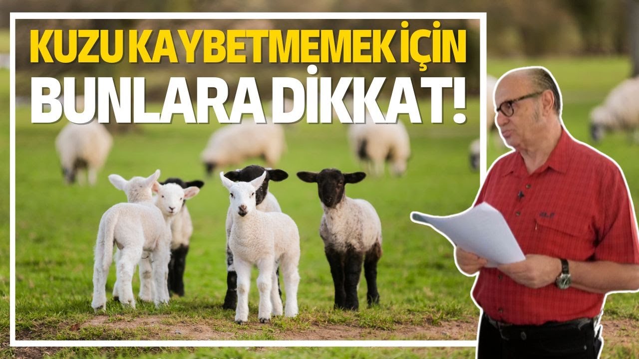 Kuzu Kaybetmemek İ&ccedil;in Bunlara Dikkat! / Koyunlarda Yavru Atma Neden Olur?