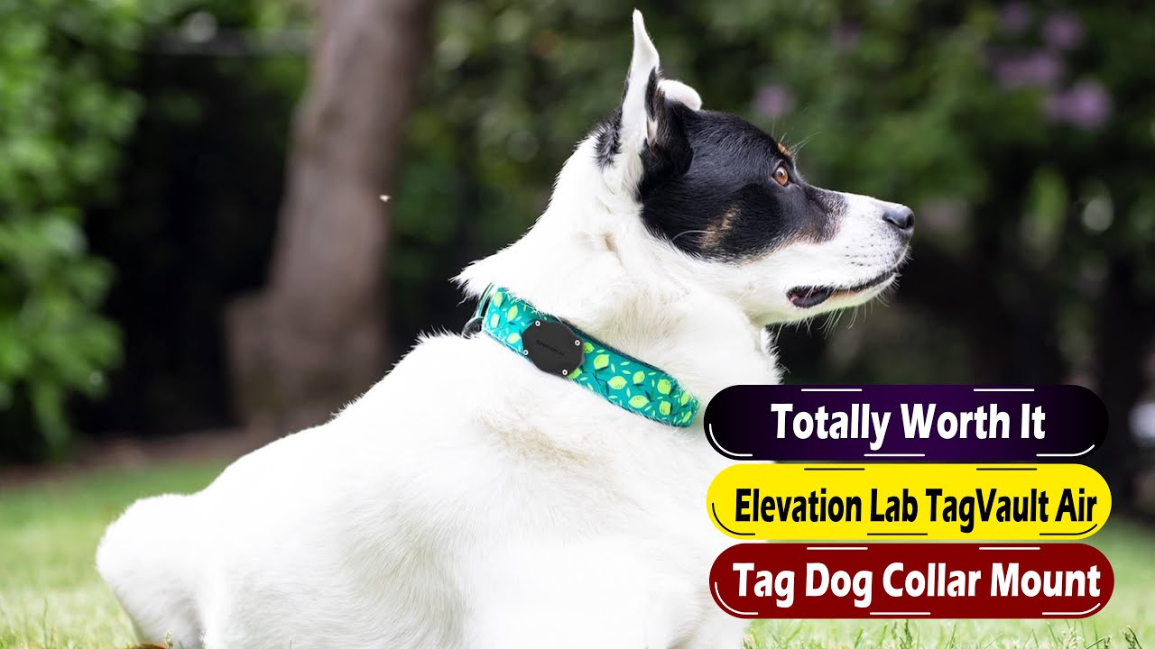 Elevation Lab TagVault AirTag Dog Collar Mount Review: Secure Your AirTag on Your Dog!