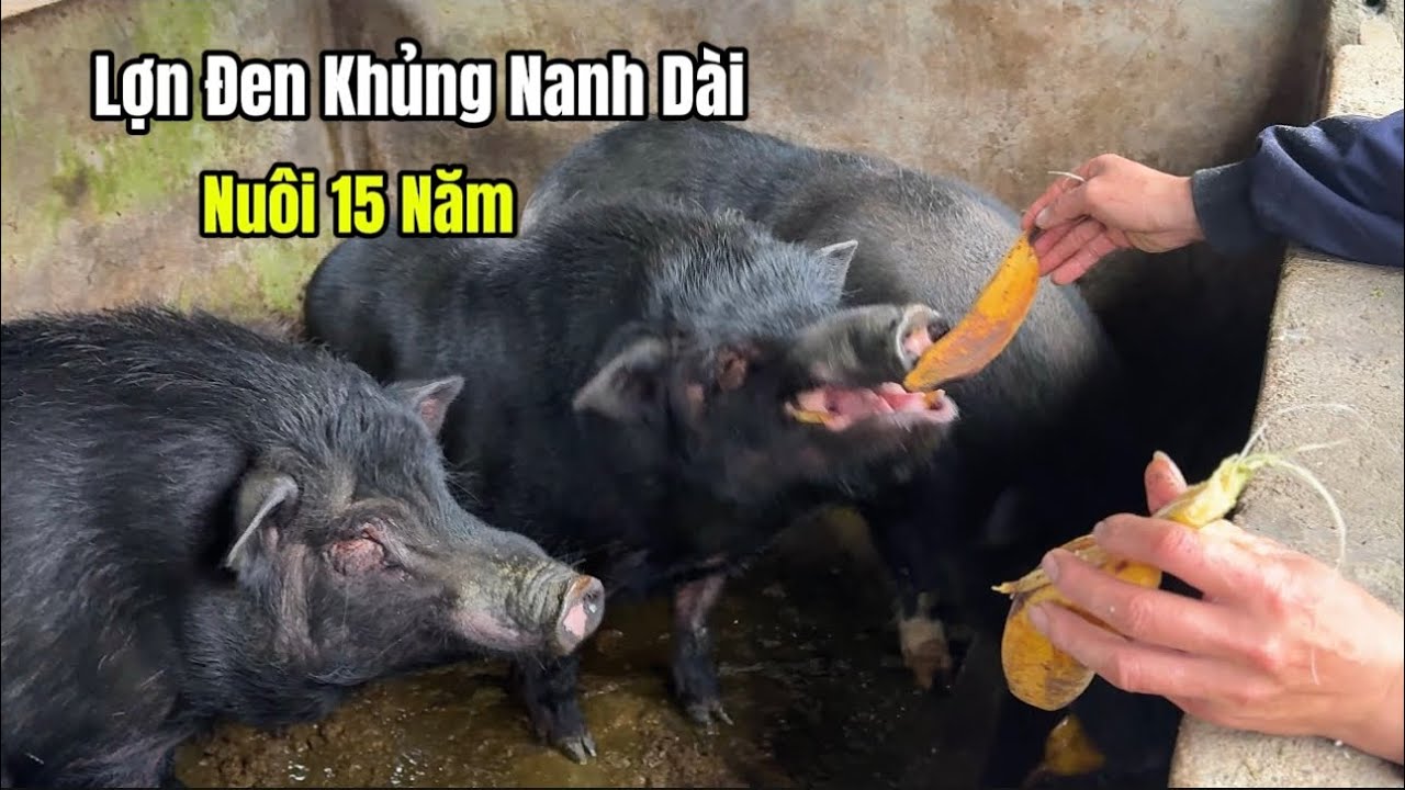 Vì Sao Lợn Đen Nanh Dài 30 Triệu Được Giữ Lại Cho Người Đặc Biệt?