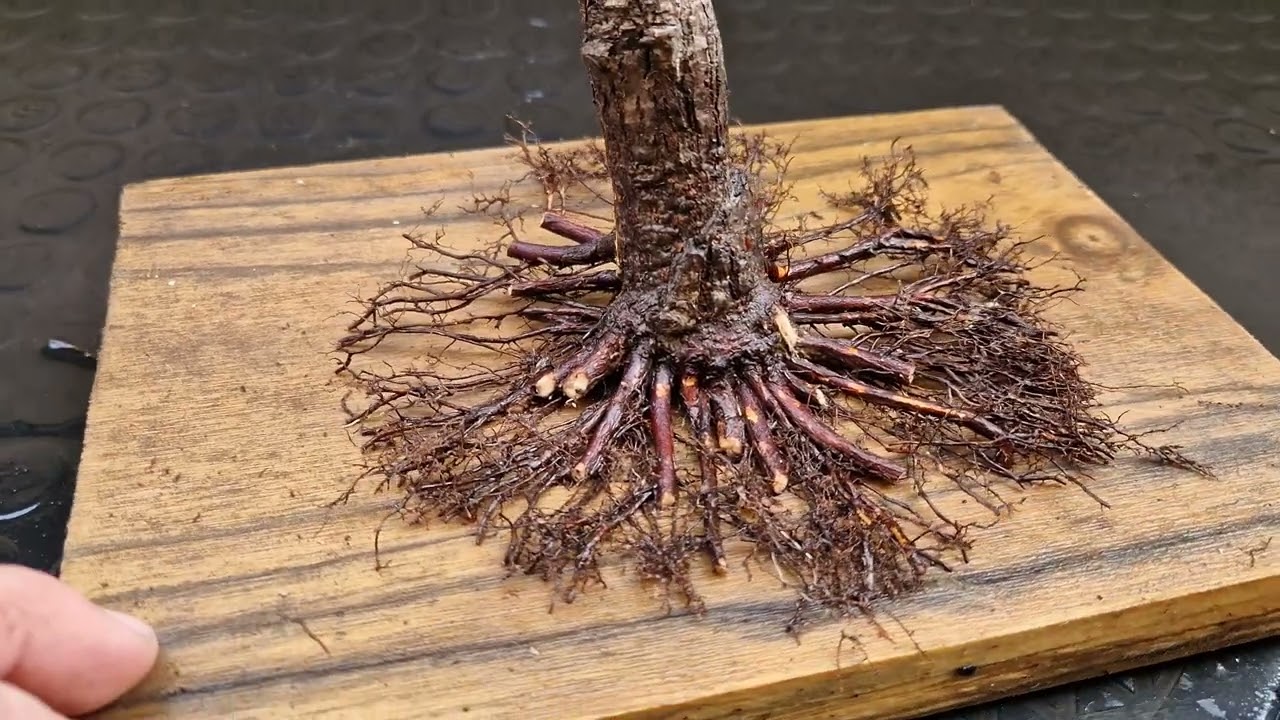 Trasplante de prebonsai de Acer palmatum Arakawa 29/01/2024