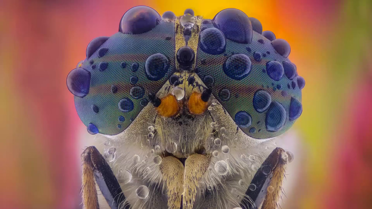 How to make lighting and diffuser for macro and extrememacro  photos for mobile photography