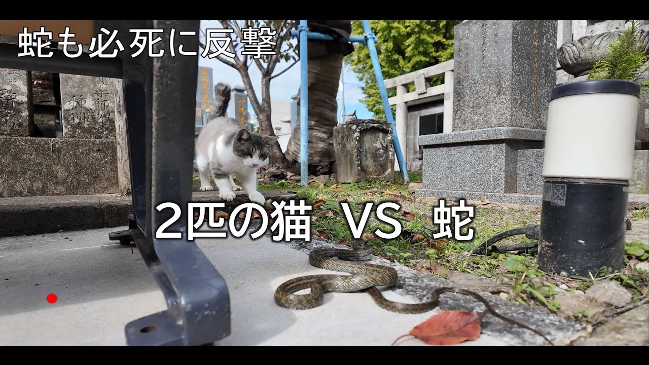 蛇　VS　2匹の猫　その結末は？