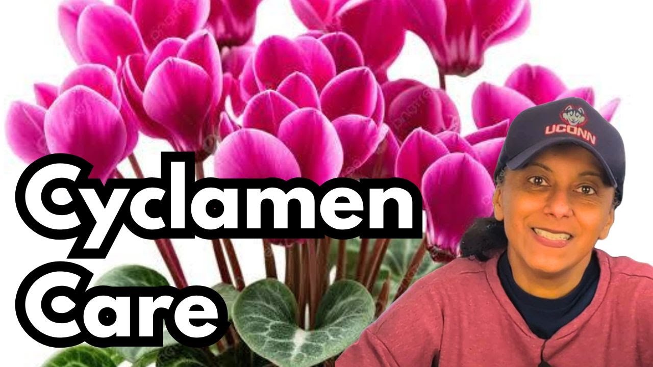 Как ухаживать за цикламенами