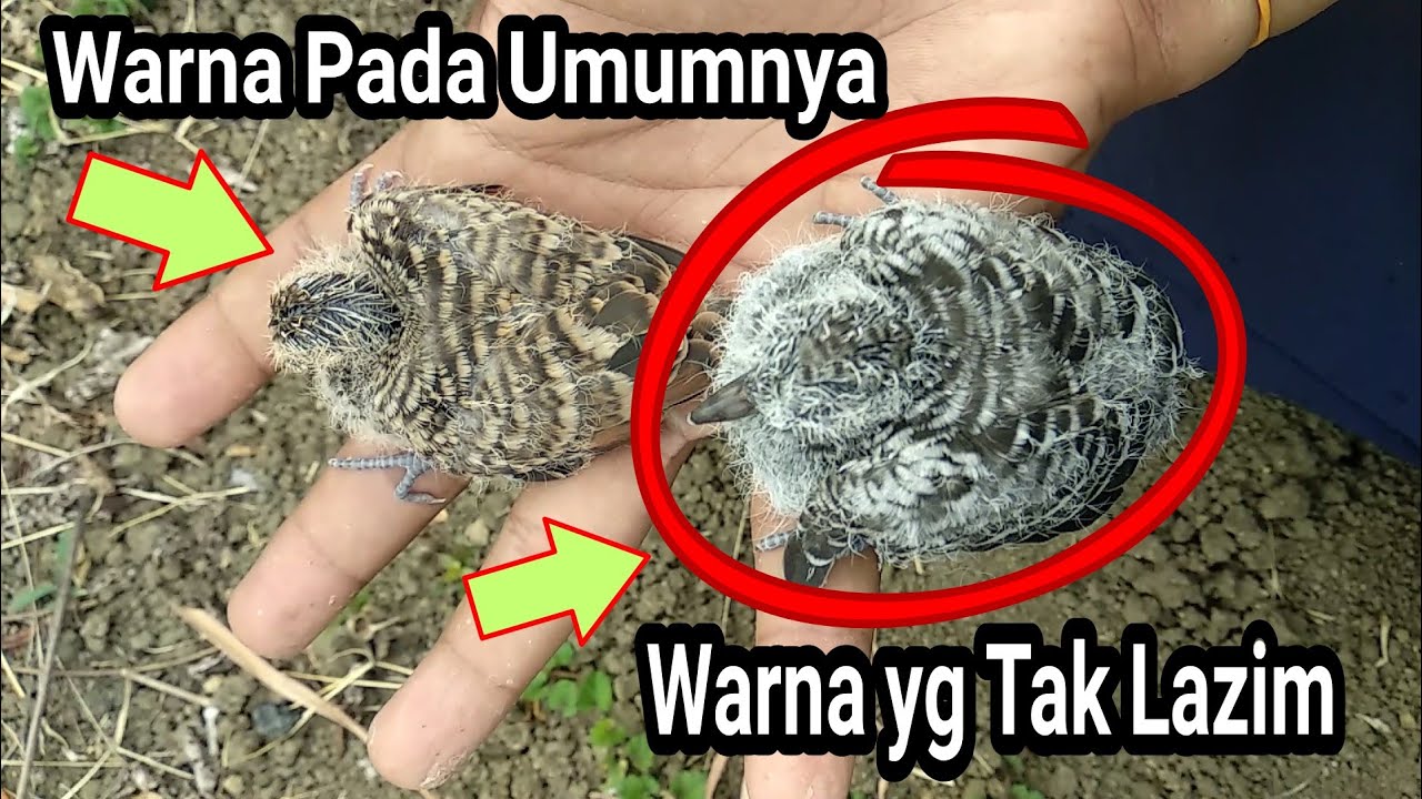 Langka Atau Kelainan..??!! Anak Burung Perkutut Ini Memiliki Warna Yg Tak Lazim