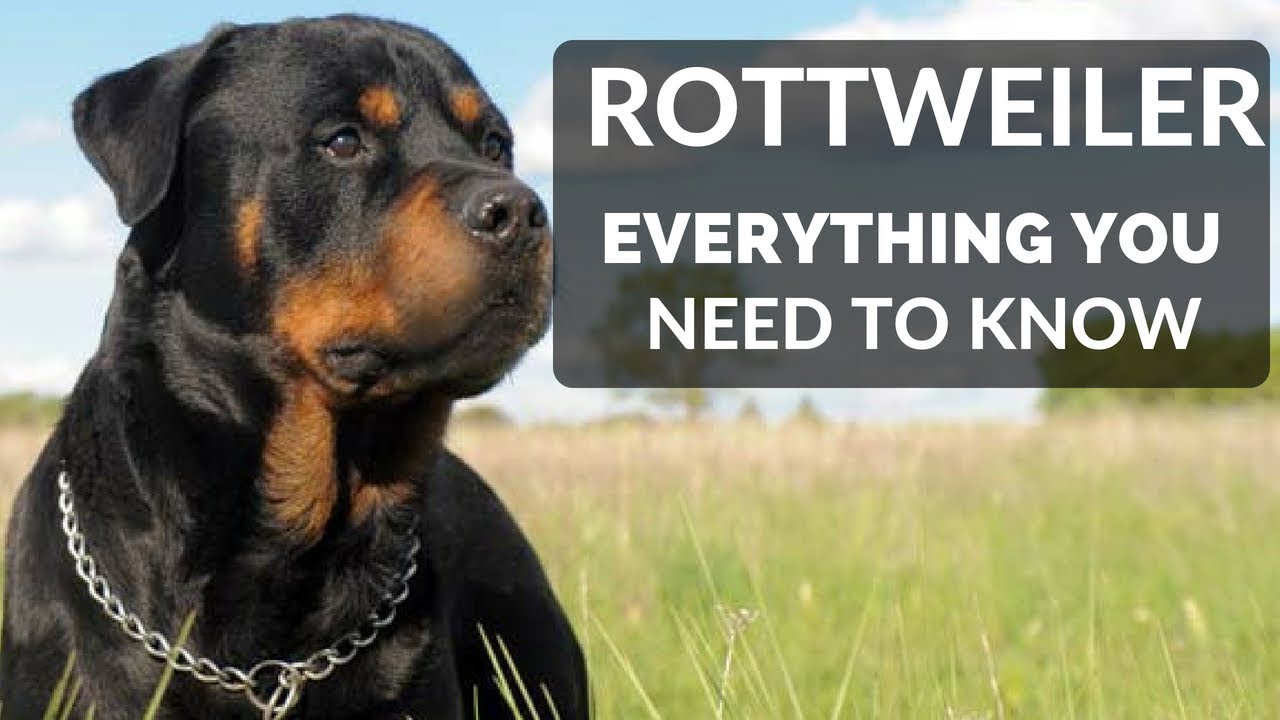 Rottweiler 101 - Everything You Need To Know About Owning a Rottie Puppy