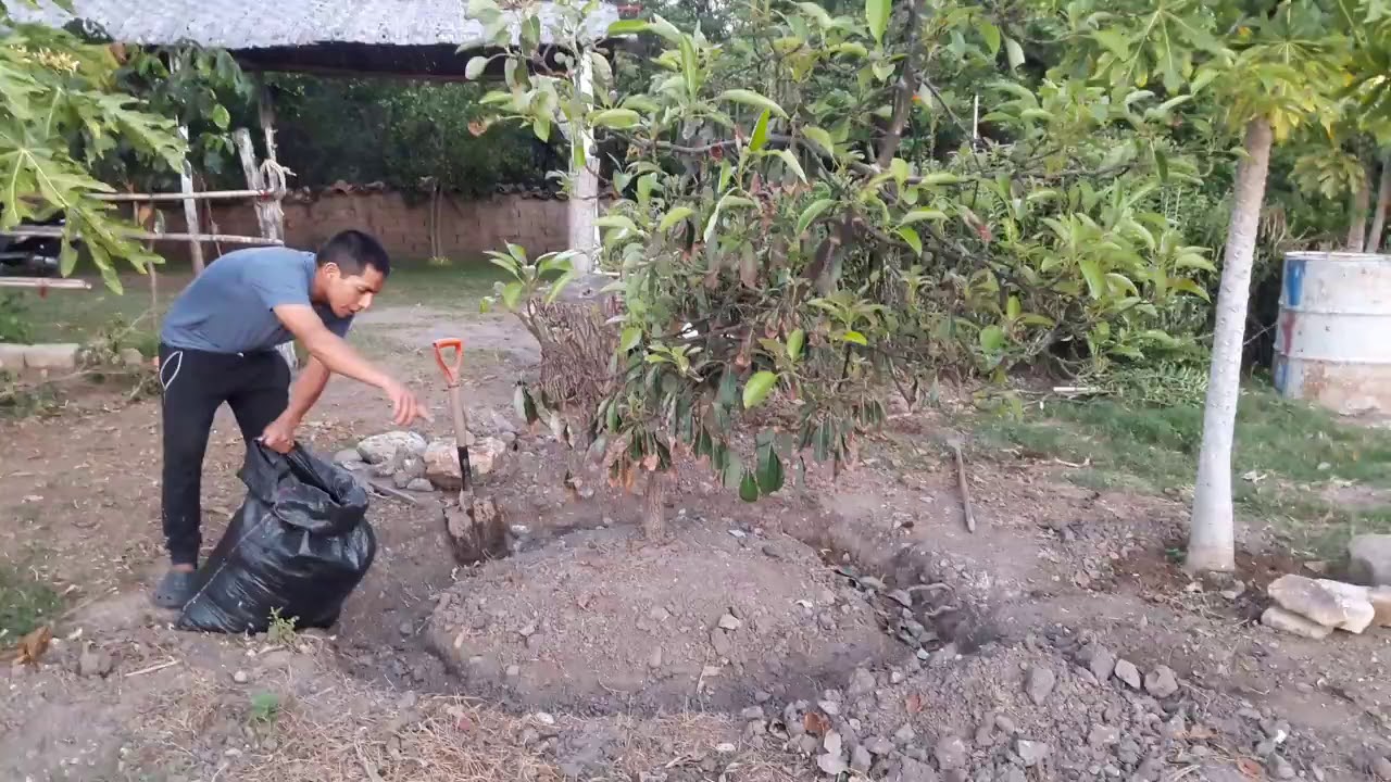 Como Abonar Una Planta De Aguacate o Palta
