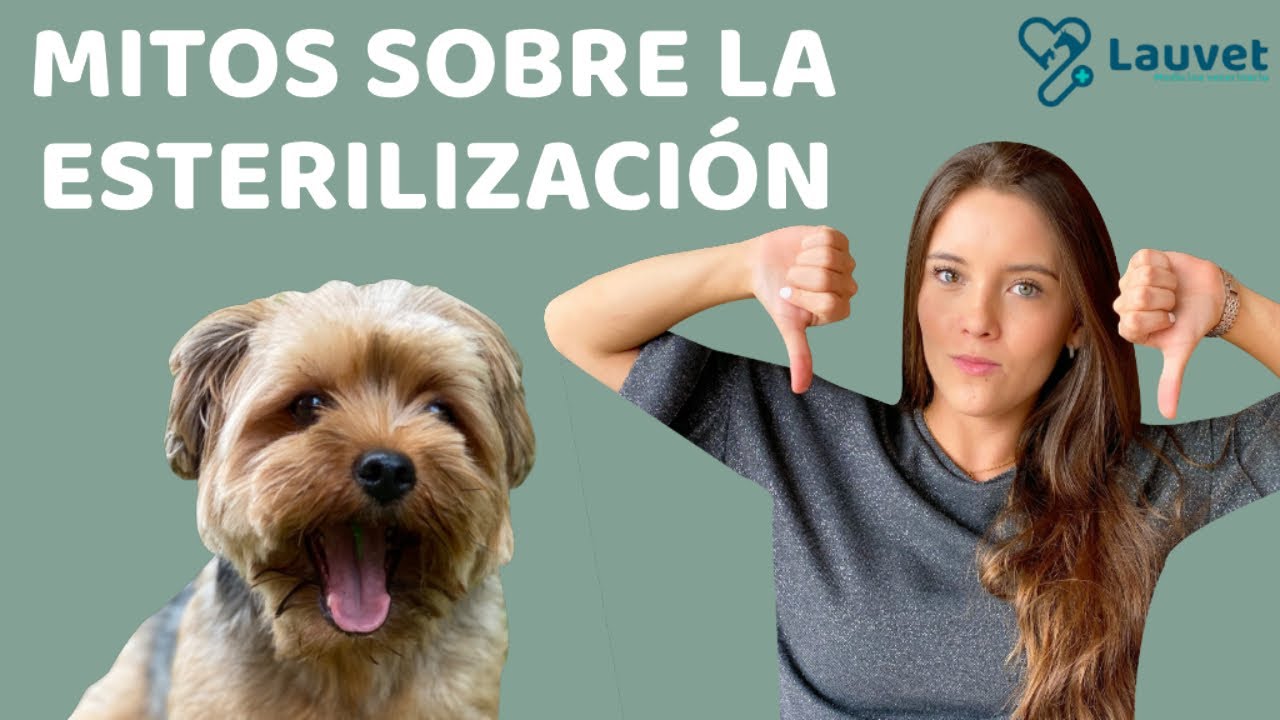 MITOS SOBRE LA ESTERILIZACIÓN EN PERROS - Lauvet
