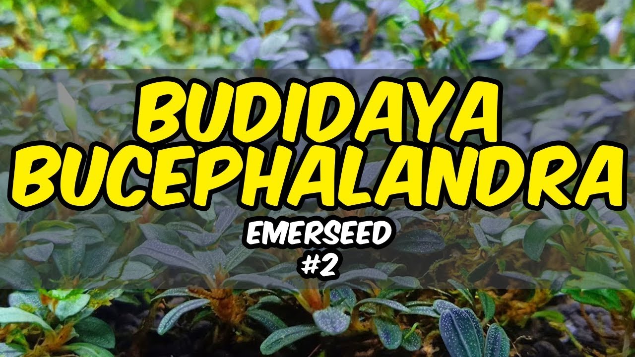 💰 Budidaya Bucephalandra Emerseed #2 | Media dan Perawatannya 🌱 | #PODSCAPE