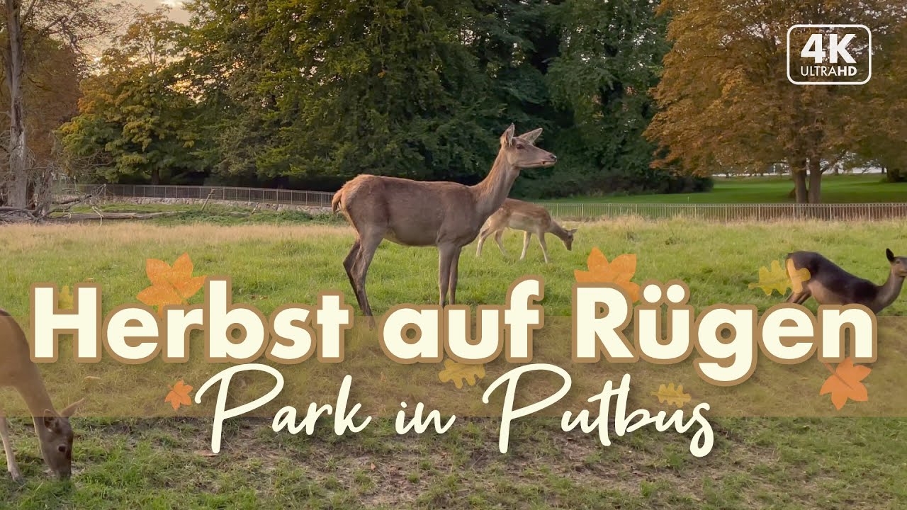 PUTBUS - Herbstabend im Park - Rügen Urlaub 2021 (4K Walk / ASMR)
