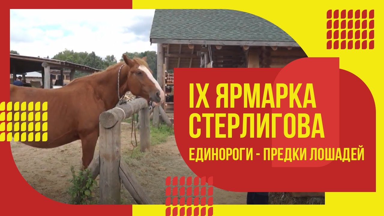 Единороги - предки лошадей // IX Ярмарка Стерлигова