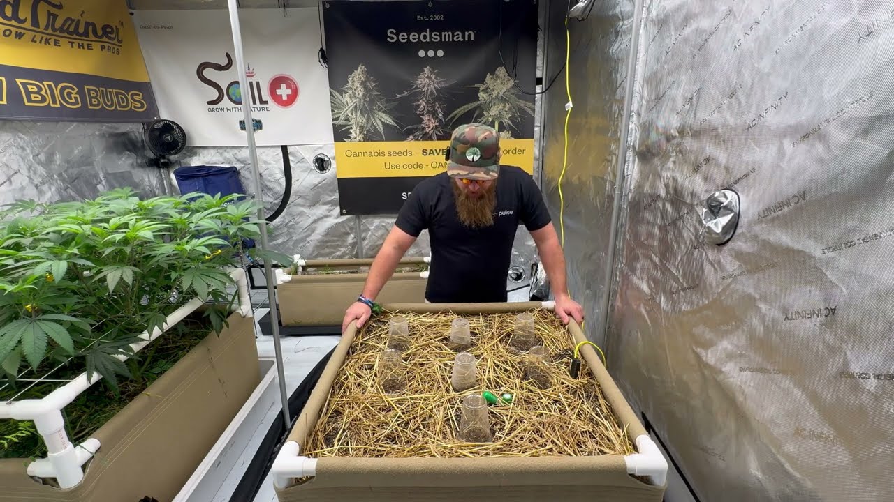 Seedsman Saturday S2 EP1