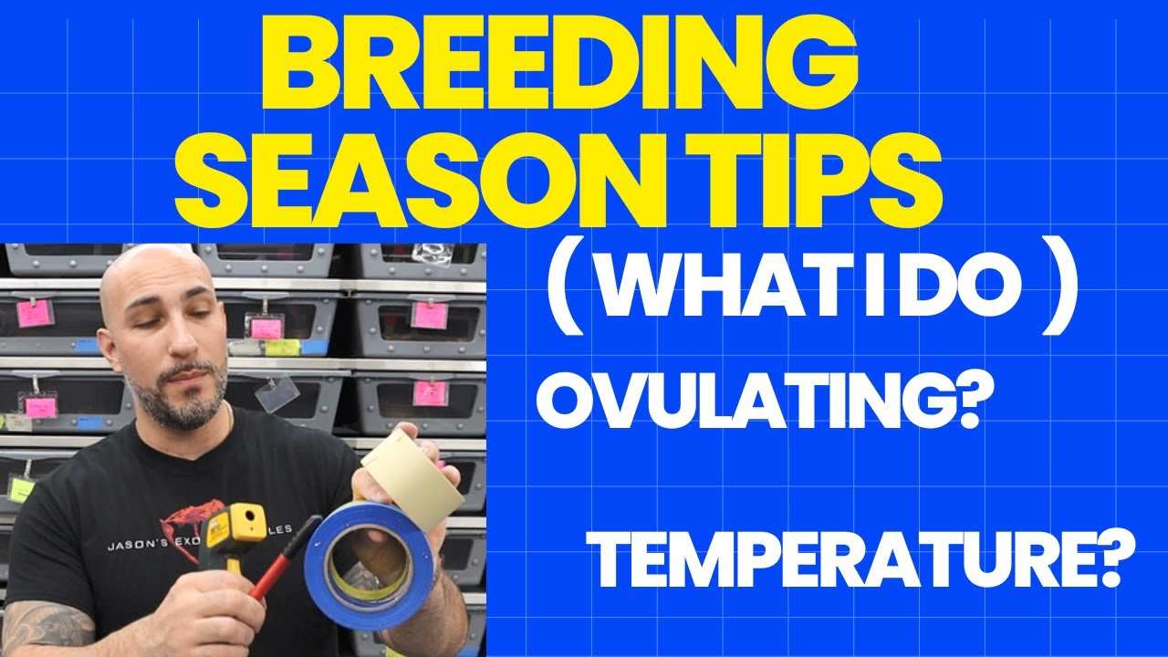 BOA CONSTRICTOR BREEDING SEASON TIPS - THE MOST IMPORTANT TIME OF THE YEAR