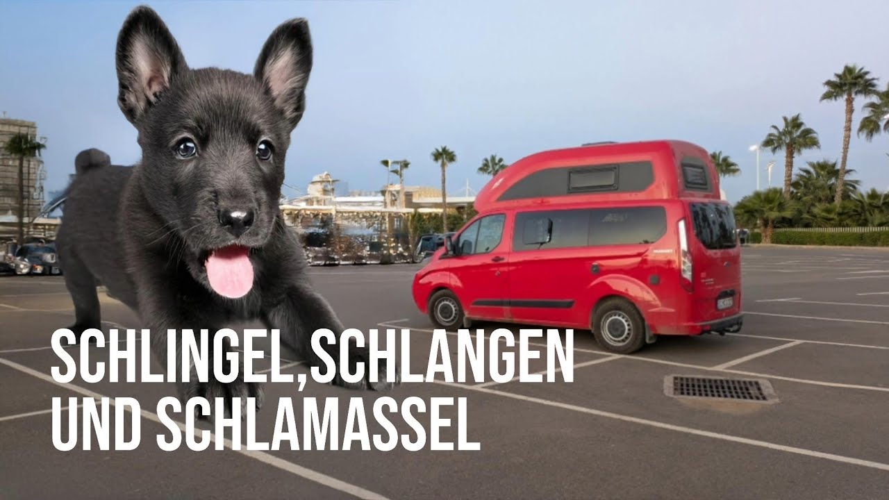 Marokko im Ford Nugget: Auf den Hund gekommen