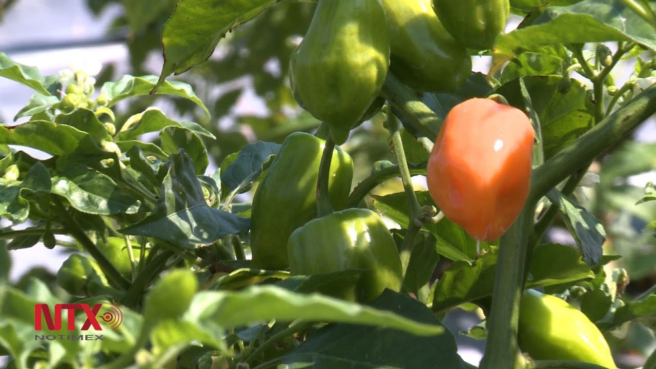 Producción de chile habanero en medios controlados