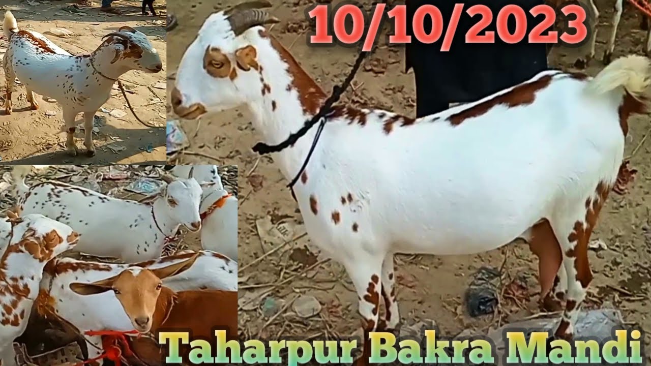 10 10 taharpur Bakra Mandi 2023 new video today | barbari goat for sale | barbari Bakri Sheep videos