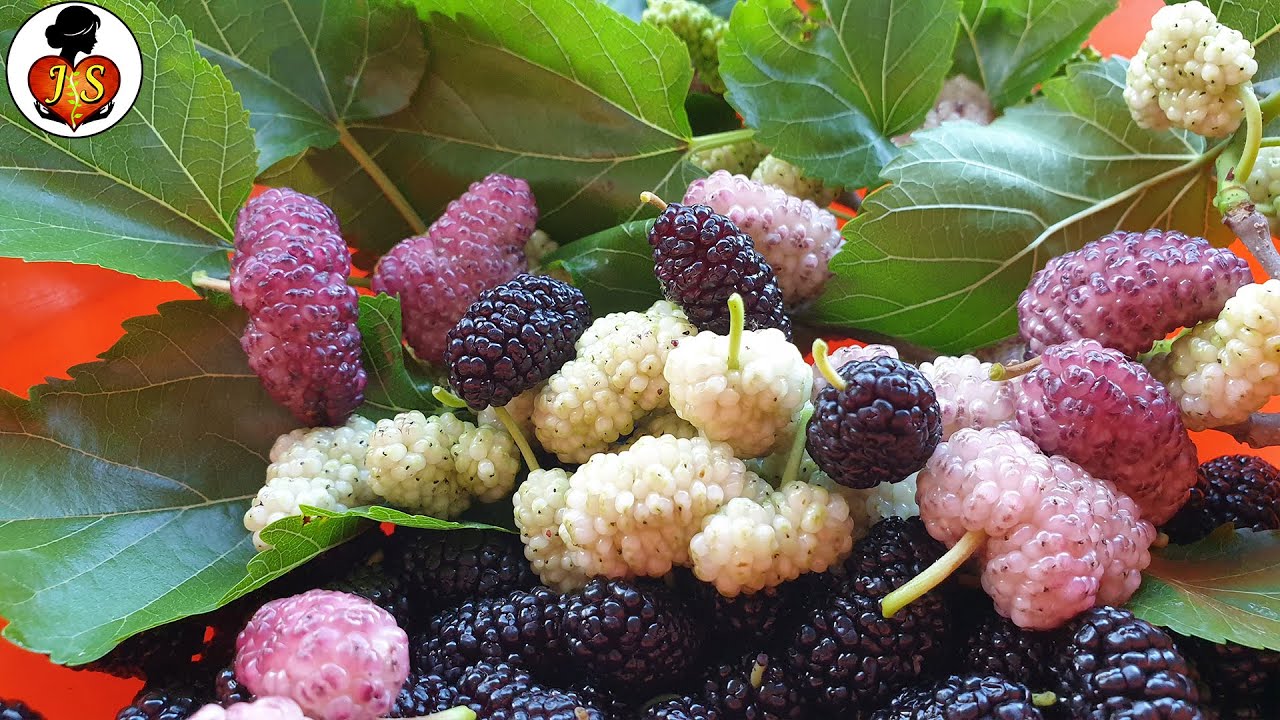 Mulberry - stare zapomniane drzewo owocowe, najbardziej lecznicze owoc