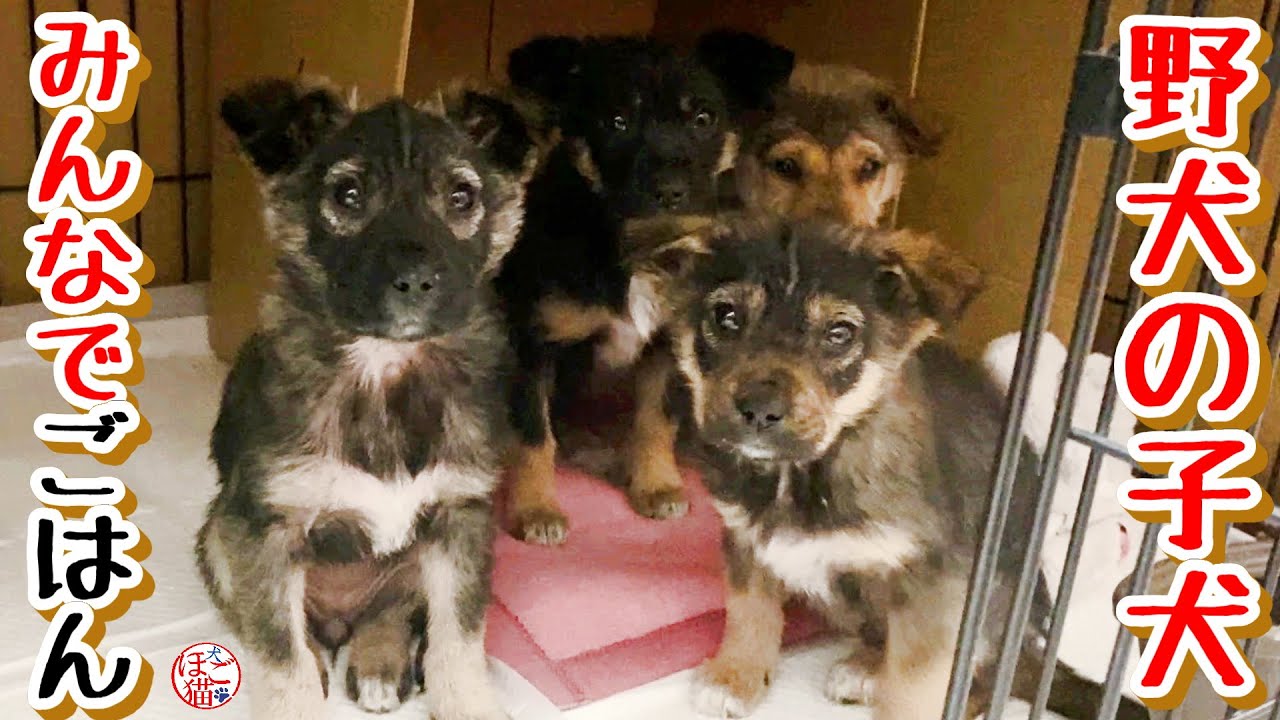 【子犬　野犬　ごはん】野犬の子犬４匹　みんなでごはん
