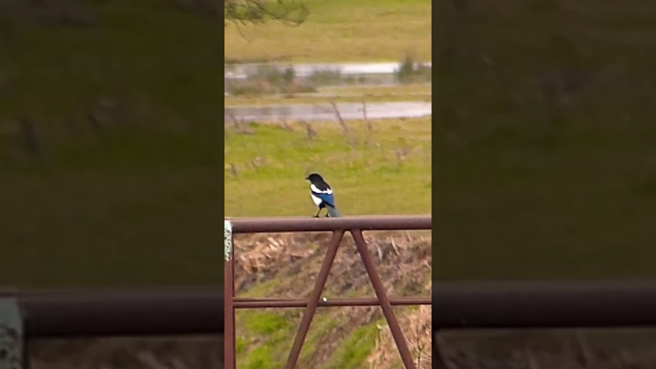 Magpie over Beverley and Barmston Drain
