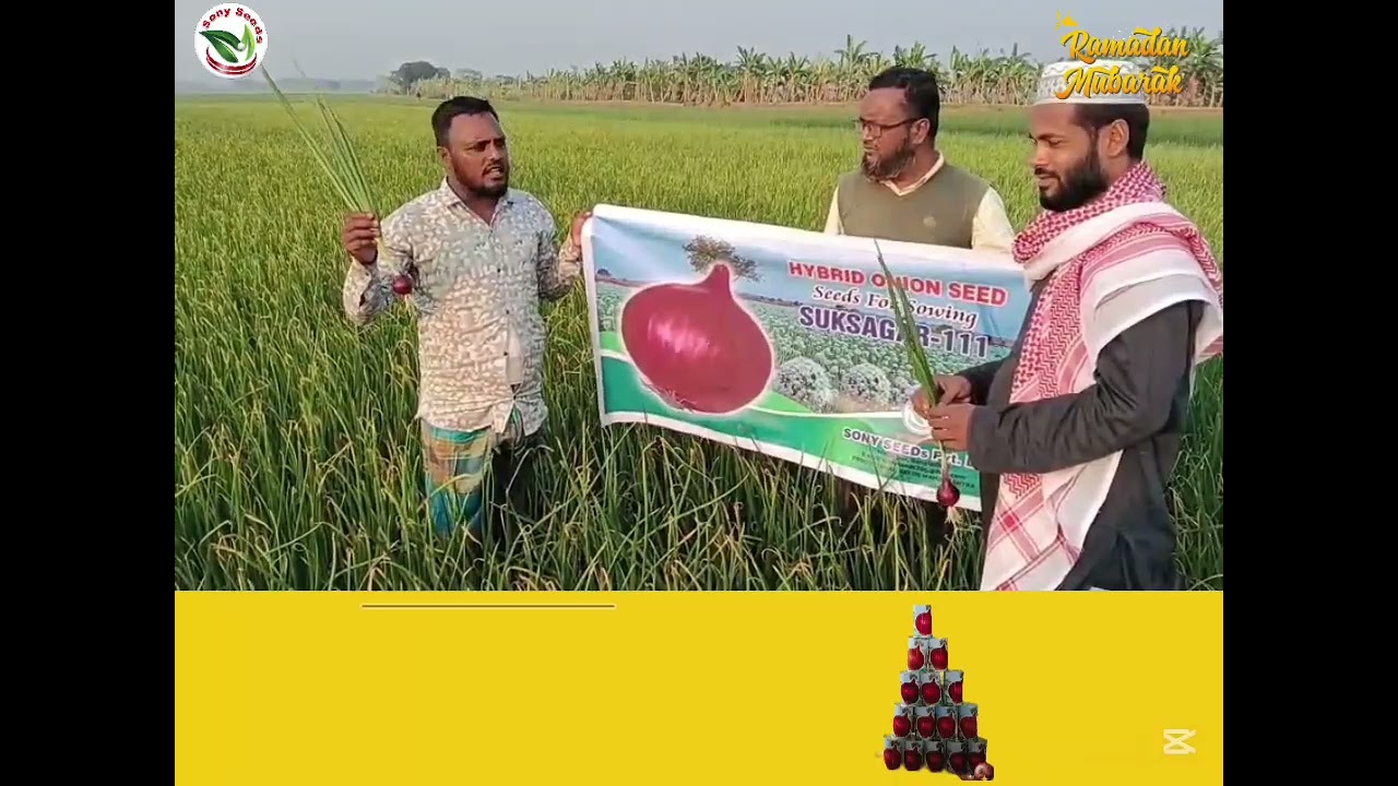 হাইব্রিড সুখসাগর ১১১| hybrid suksagar 111| Suksagar |সুখ সাগর পিয়াজ |