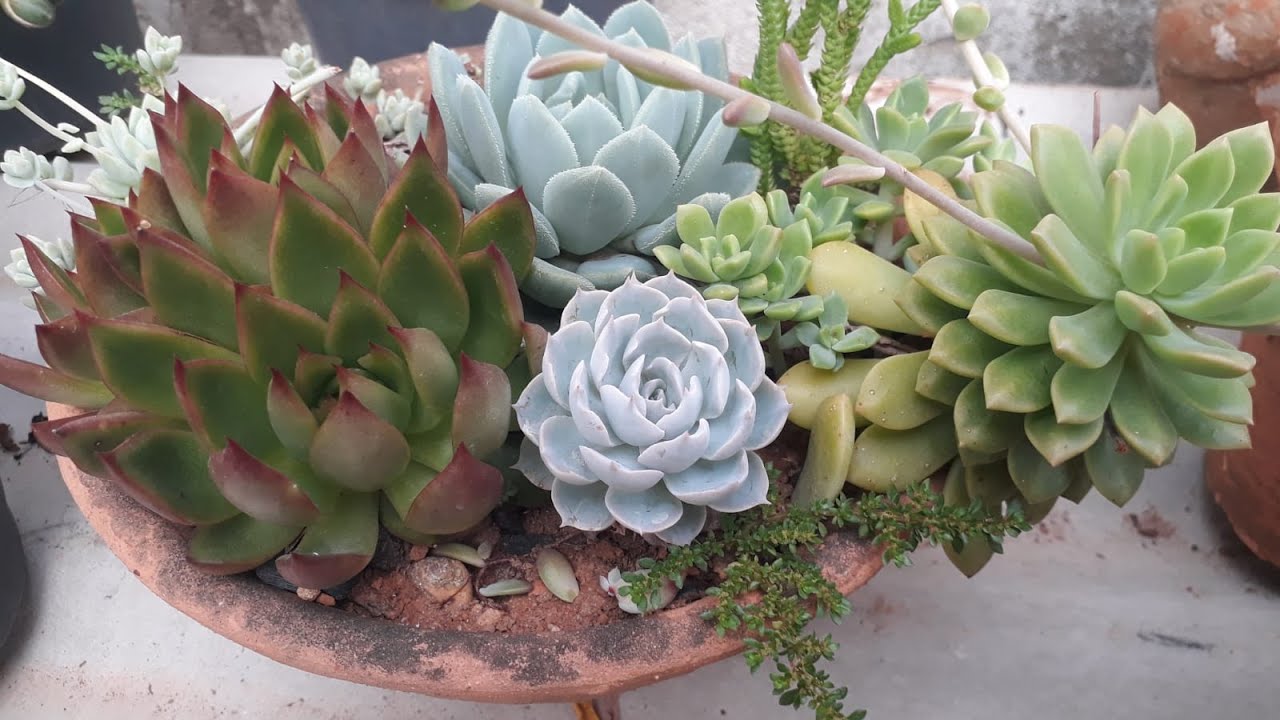 COMO FAÇO OS REPLANTES DAS MINHAS SUCULENTAS AGAVOIDES