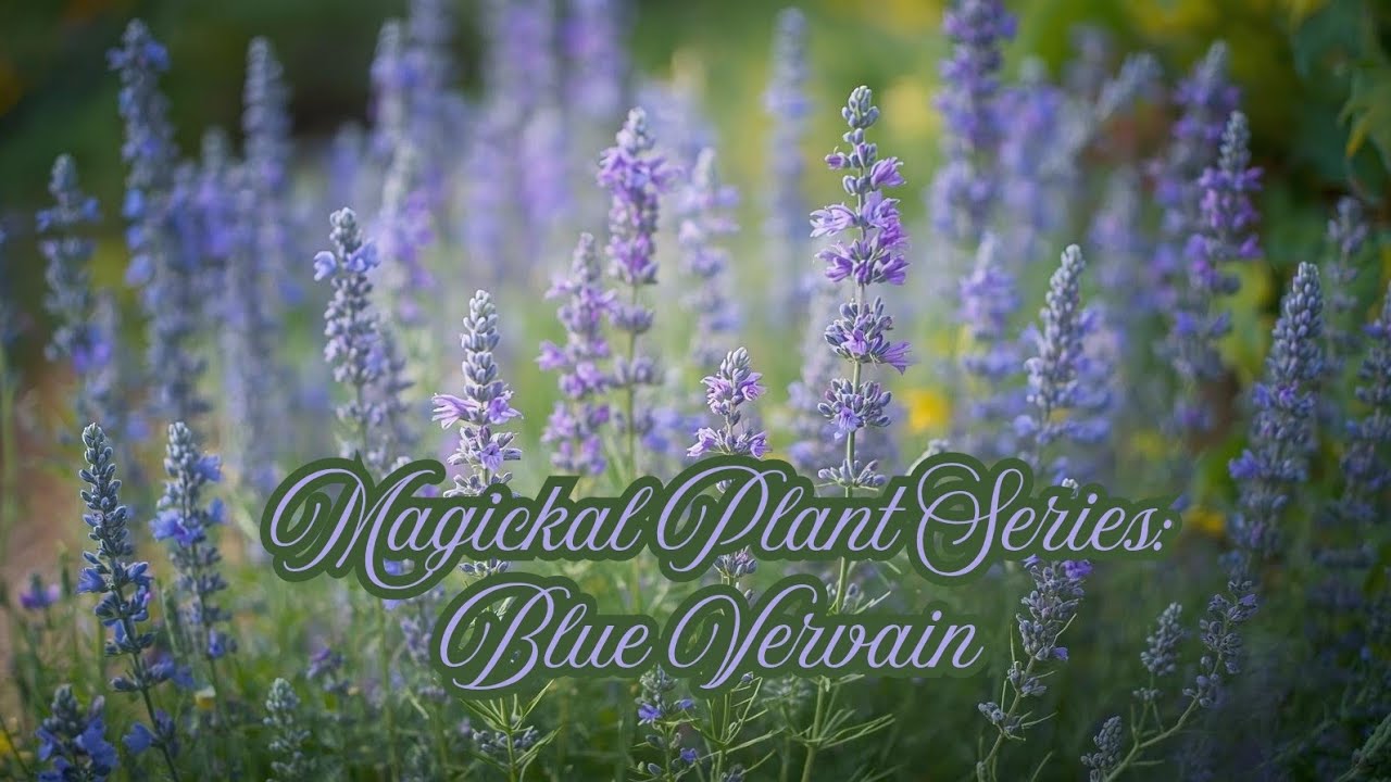 Magickal Plant Series: Blue Vervain 🌿✨