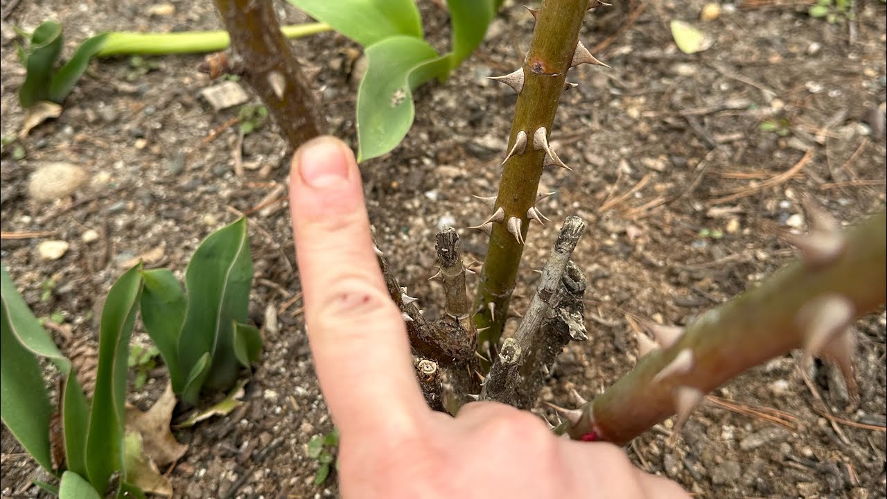 How to tell if you're rose 🌹 plant is dead 🥀 dormant or dying?Complete guide