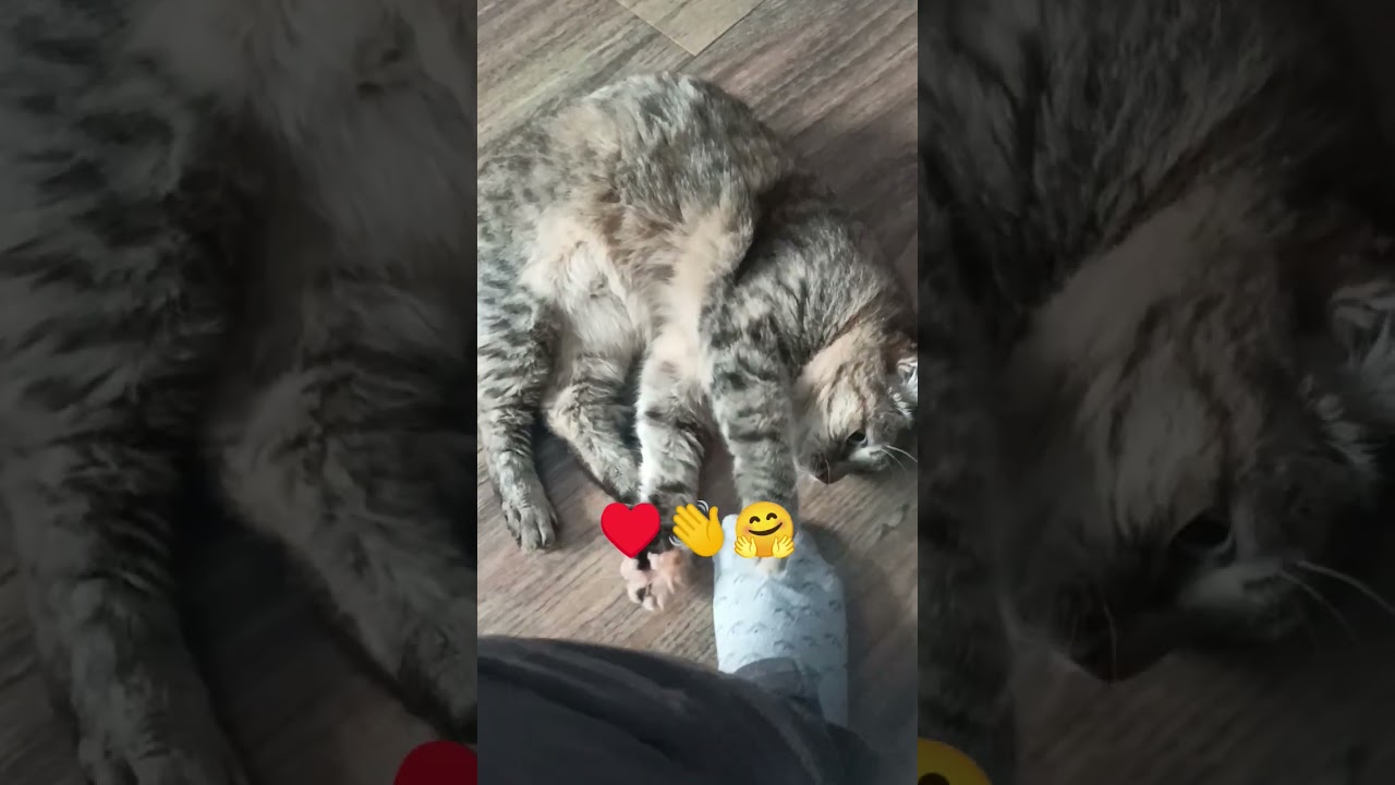 #cat ,,belka😺👋❤️