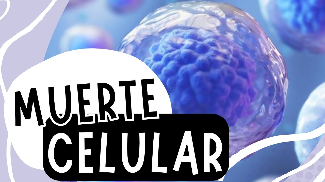 💀Muerte Celular: Apoptosis, Necrosis y Autofagia | En menos de 5 minutos⏱️