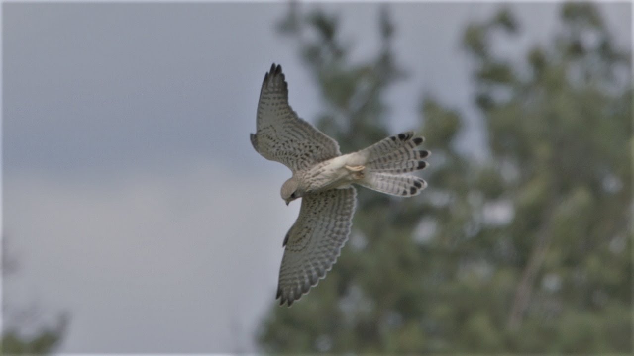 Turmfalke f&auml;ngt eine Maus / Kestrel catches a mouse