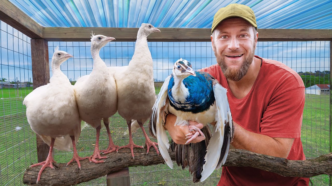 La Construcción Definitiva Del Gallinero Para Pavos Reales Blancos