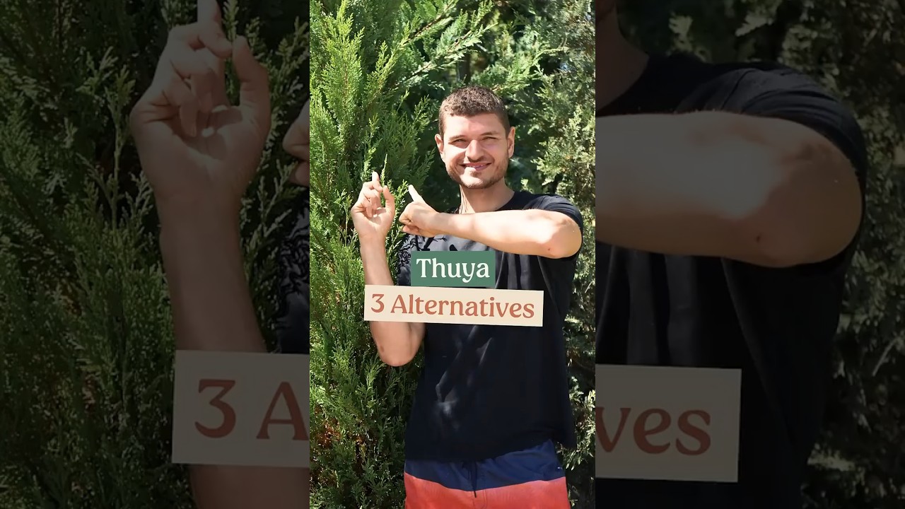 Des Alternatives au Thuyas !
