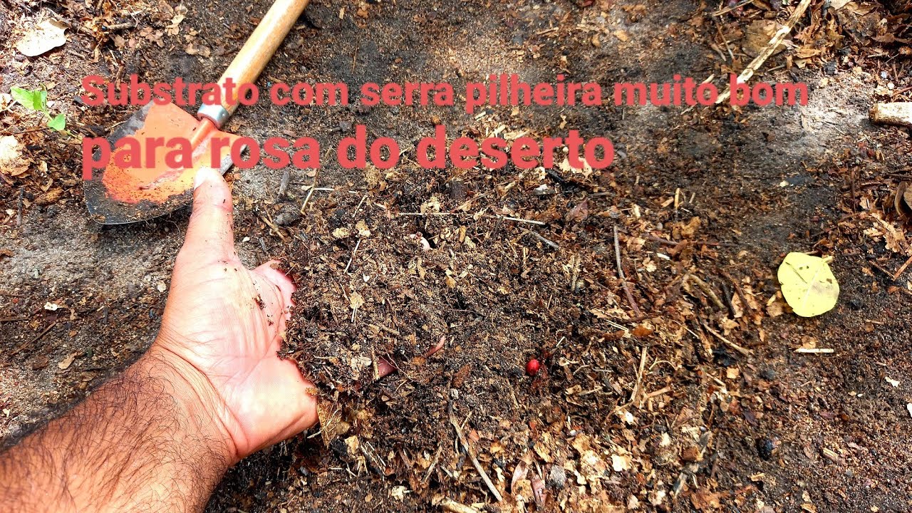 Como fazer substrato com serra pilheira para rosa do deserto.