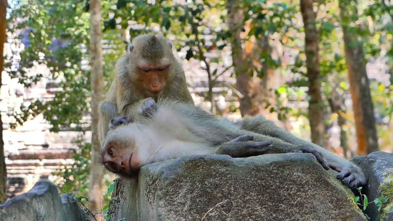Beautiful Moment! Rainbow & LEO helping Sweet Grooming Pregnant Mommy LIBBY.