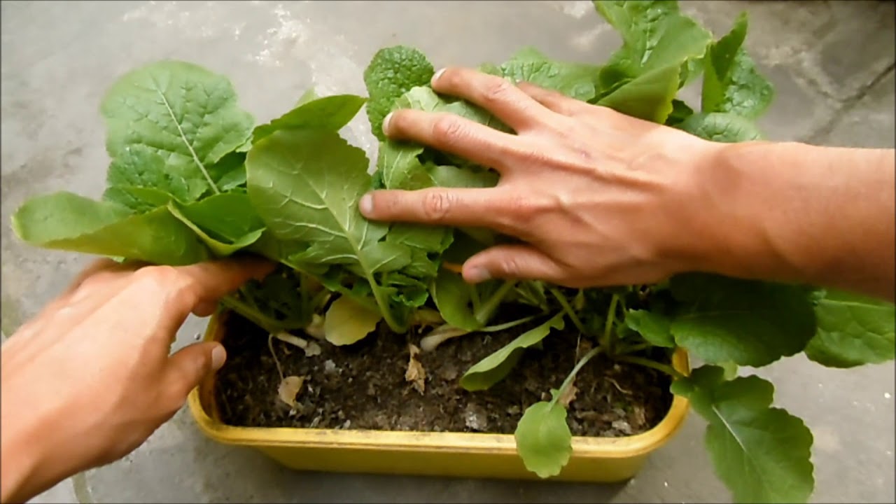 COMO CULTIVAR Y COSECHAR NABOS EN MACETAS