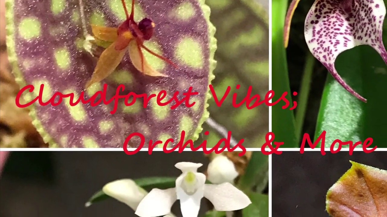 How to remount Lepanthes orchids
