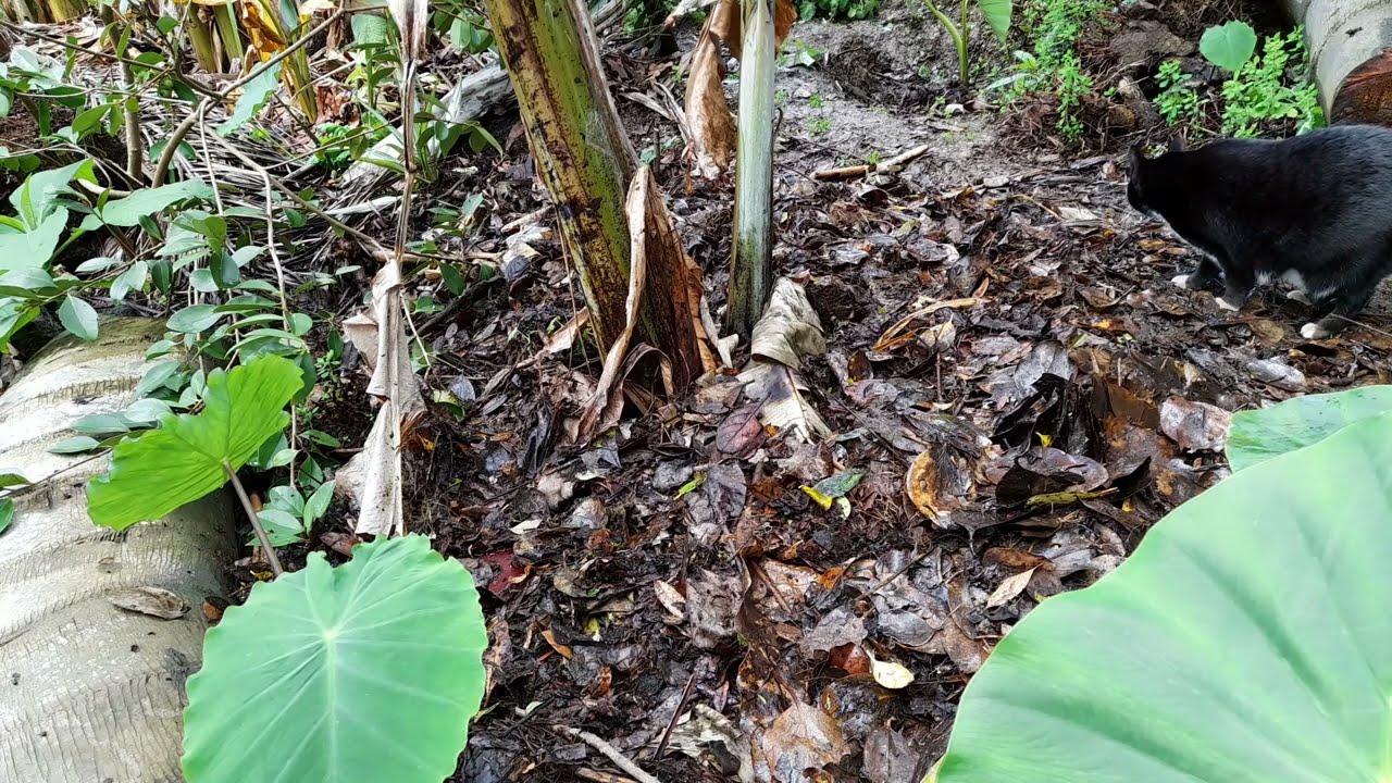 Polynesian Mulching Practices