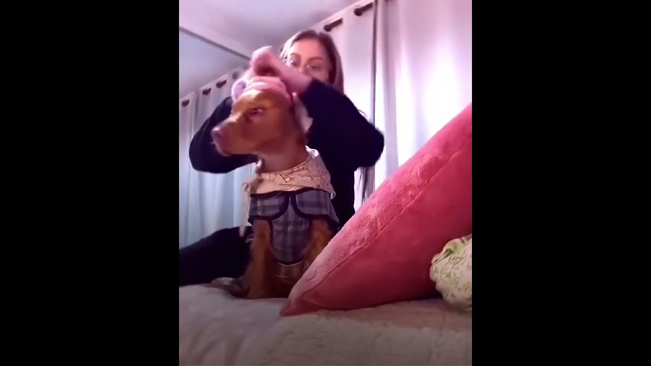 non &agrave; la maltraitance animale