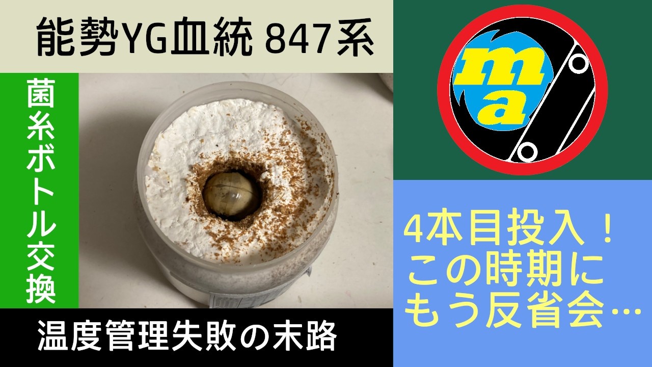 【オオクワガタ：能勢YG血統】847系 菌糸ボトル交換 3→4本目！ やはり体重の伸びは無いのか？ まっ黄色だった幼虫の状態は…
