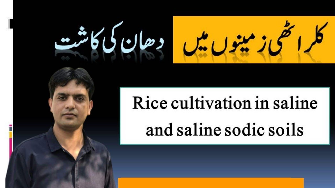 Rice Cultivation in Saline and Saline Sodic Soil 2022 | Dr. Jamil Shafi | Plant Clinics