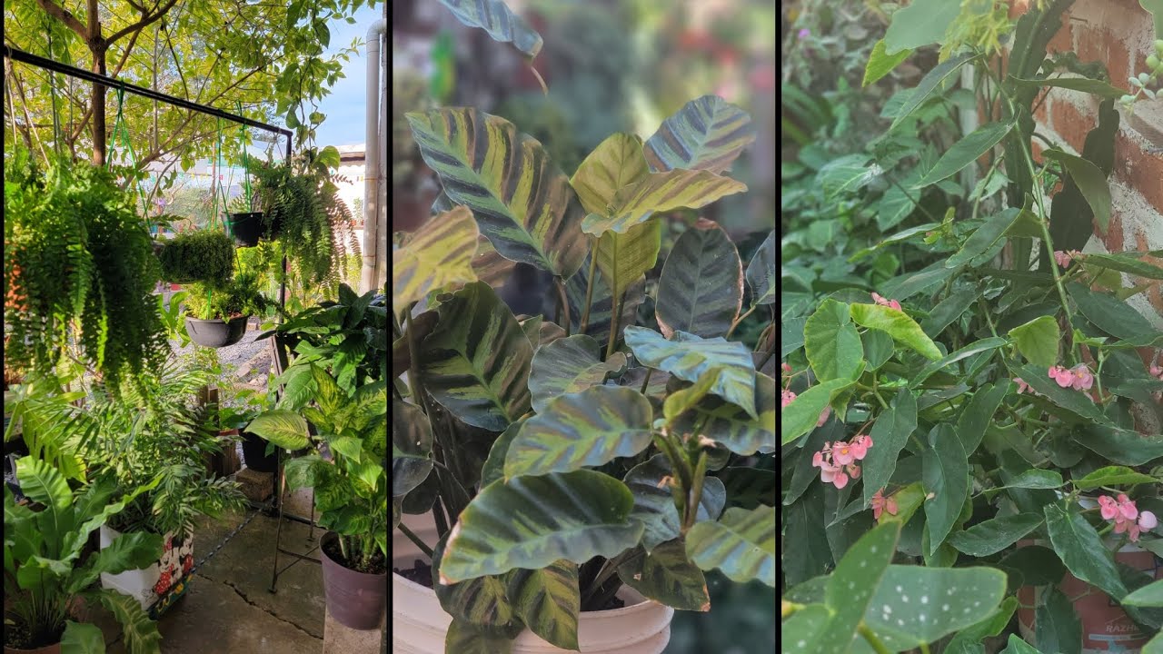 Plantas lindas de semisombra
