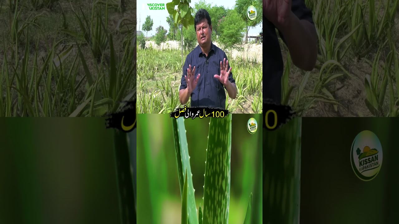 Modern ALOE VERA Farming in Pakistan