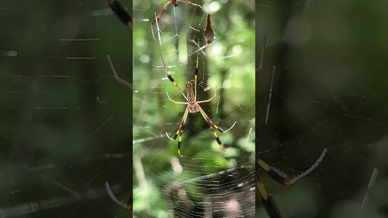 Golden silk orb-weaver, golden silk spider, golden orb weaver spider or colloquially banana spider.