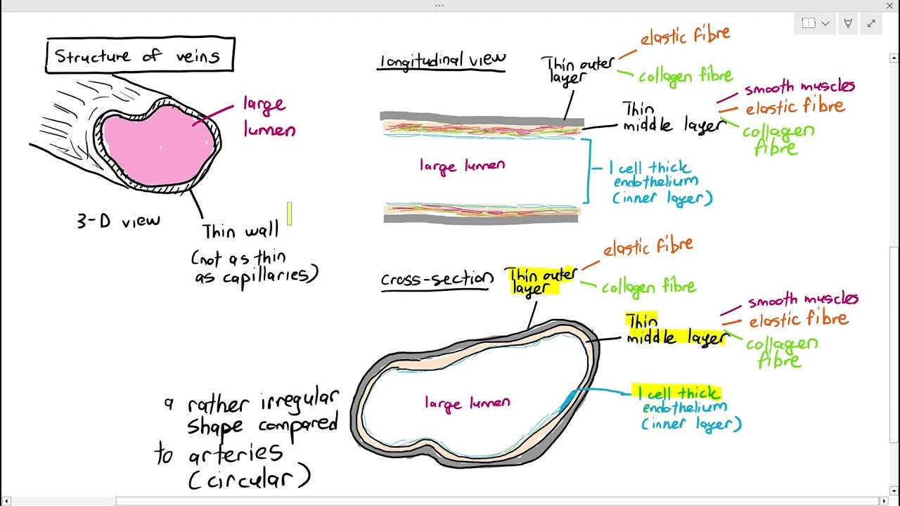 8-6 Venules & Veins (Cambridge AS & A Level Biology, 9700)