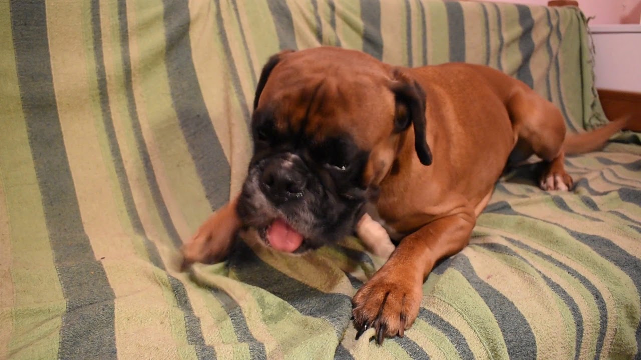 Lara the boxer dog chewing bone ASMR style